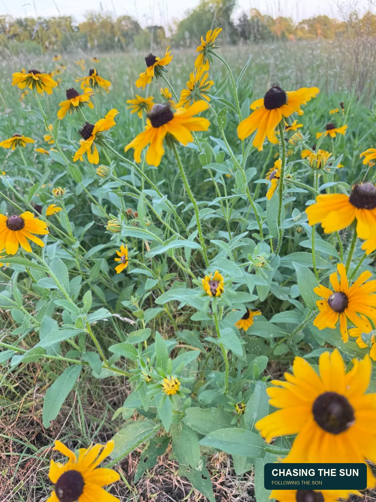 Beauty in the Little Things • photograph 2