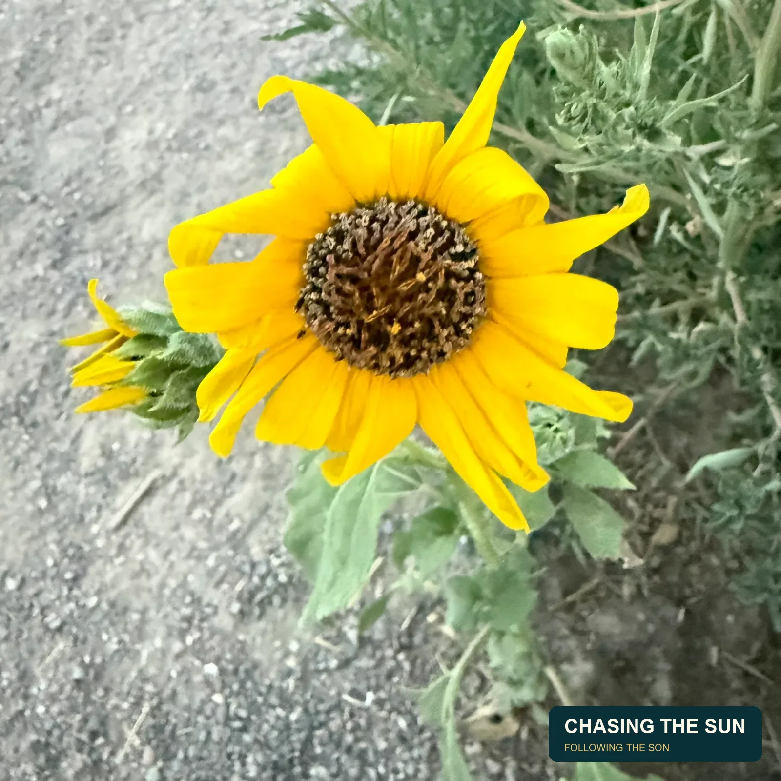 When Plans Change: Learning to Pivot and Follow a Different Road • photograph 6